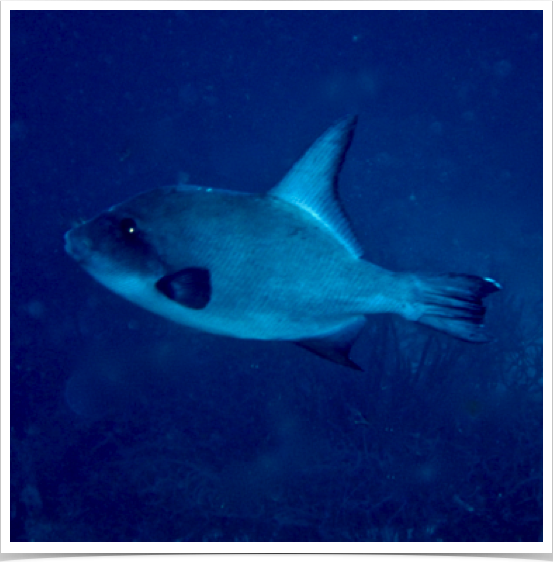Ocean Triggerfish (Canthidermis sufflamen) - cruising the blue waters of the Canary Islands.
